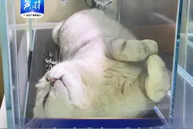 主人为2岁猫咪买猫窝鱼缸 360度立体“鱼景”陪伴猫咪成长“看到就觉得很治愈”（感谢@皮皮皮不皮 分享）#萌宠视频封面