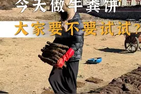 把新鲜的牛粪做成牛粪饼，然后把牛粪饼囤起来，牛粪烧起来太棒了 #2024抖音生活记忆 #藏族姑娘 #藏族生活 #记录真实生活 #vlog日常视频封面