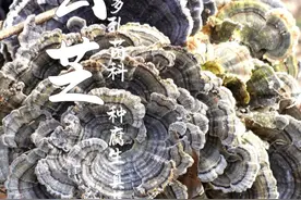 云芝，喜欢长在腐木桩上，很多人拿它不当回事， 村里老先生看到它，就帮它采回家！#云芝 #灵芝 #野生菌 #野生云芝 #药用菌
