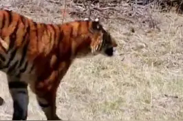 老两口胆子太大了，将2400斤的棕熊当孩子养，一天到晚的工作就是给熊喂饭#神奇动物在抖音 #动物世界 #纪录片 #保护动物 #棕熊 视频封面