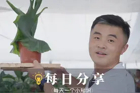 耐阴植物来喽！不需要阳光也能长得好？视频封面