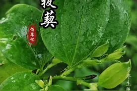 菝葜 金刚藤，这个名字是不是听起来就充满力量，它是一种长在山野间的神奇植物，生命力非常顽强，如果你有幸遇到了，可别错过。#植物科普 #中草药 #金刚藤 #菝葜 #识百草视频封面