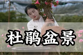 杜鹃花开，富贵常在。又到了一年赏杜鹃花的季节，盆友们快来帮我给这棵杜鹃造型打打分吧。#盆景 #杜鹃 #盆景制作 #我在家里搞创作视频封面