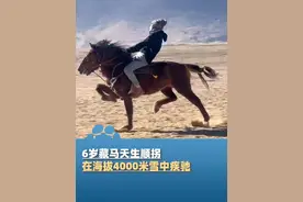 3月24日（采访），四川甘孜藏族自治州，6岁藏马天生顺拐，在海拔4000米雪中疾驰，主人：虽然顺拐但是比其它马更稳，每一步都神似“马踏飞燕”