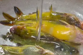 家里有孩子的，可要学会这道黄辣丁汤，汤鲜味美，营养丰富~视频封面