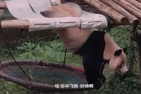 虫洞女汉子丁丁半空倒挂一字马功夫了得，即兴展示空中飞熊帅爆了视频封面