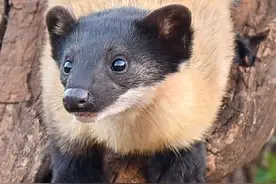 国家二级保护动物黄喉貂。