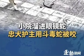 小院突然溜进“不速之客”，看家忠犬护主，勇斗眼镜蛇被咬，主人：它已经咬过四五条蛇了，自己是兽医，狗狗已无生命危险  #狗 #狗是人类最忠诚的朋友 #眼镜蛇视频封面