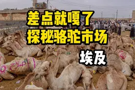 差点就嘎了，探秘非洲最大骆驼交易市场，埃及最震撼的露天市场视频封面