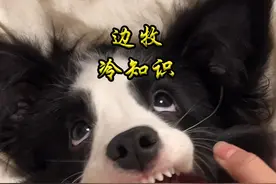 边牧冷知识 #边牧 #萌宠出道计划 #宠物