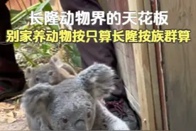 长隆动物界的天花板，别家养动物按只算，长隆按族群算。 #长隆视频封面