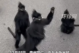 一看就不是峨眉山的猴子，小猴排着队举手礼貌讨食视频封面