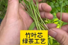 怎么样才能喝到一杯高逼格的竹芯茶 #万物皆可茶 #竹芯茶 #茶是春天的仪式感 #爱生活爱喝茶