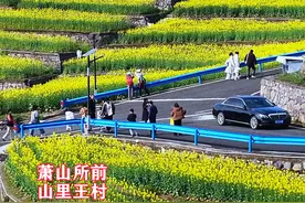 萧山的山顶的梯田油菜花盛开啦，春日画卷，朵朵黄金 #油菜花  #萧山风光 #萧山农村 #文旅推荐达人 #奔向开满油菜花的春天视频封面