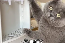 当猫咪喝醉后是什么反应 