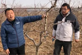 非常值得推广的桃树修剪方法，对于果农绝对意义重大，来了解下吧视频封面