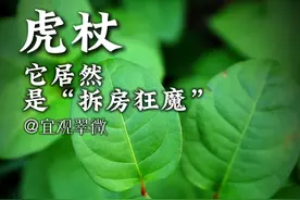 它居然是拆房狂魔！！！ 它在中国是受人喜爱的野菜，是医家药典里的良药！
却在英国成为让人恐惧的“拆房狂魔”！！！
它的茎秆布满虎皮斑纹，茎秆挺拔似竹！
故称——虎杖！！！

你们那里叫什么？你吃过吗？
#虎杖  #植物科普视频  #认识植物  #酸筒杆  #传统文化