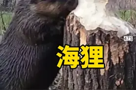 海狸虽然很欠揍，但你不能揍它，因为它属于保护动物 #科普 #涨知识 #神奇动物在抖音视频封面