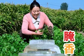 香菜的腌制方法，新鲜不坏，你学会了吗 #农村美食 #农村生活 #我的乡村生活视频封面
