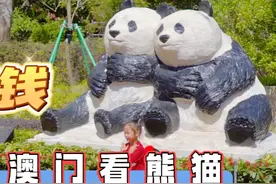 不花钱去澳门看熊猫 澳门石排湾郊野公园攻略视频封面