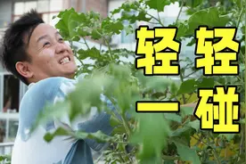 【水果猎人】北方人来看看南方的路边，你认识多少？视频封面