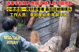 广东广州 游客手机掉入虎园，工作人员帮忙拾取 四只 #小老虎  好奇看着，最后还被摸摸头… #小老虎有什么坏心思呢  #神奇动物在抖音 #人与动物和谐共处 #记录真实生活视频封面