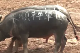 两头反抠王对决，看谁坚持到最后 #斗牛 #贵州 #少数民族视频封面