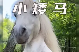 小矮马 矮马虽然矮，但浑身却有着使不完的劲儿，他不光外表长得可爱，它的精神状态也非常饱满，走路的样子看起来神气十足，还会一边走一边跳，欢快的蹦跶起来，矮马的性格也很温顺，它喜欢在草地上奔跑，虽然性格有点跳脱但它非常听话，他会躺在地上打滚撒娇，还会把帽子甩到头上逗你开心，成年的矮马身高70厘米左右，但它的承重能力很强，能轻松托起一个成年人，它的小巧体型和温顺性格，让它可以用作训练马术和参加比赛。#动物科普 #动物解说 #马