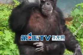 3月6日（采访时间），重庆。清晨刷牙洗脸搞发型，读书看报吃小面，爱干净讲卫生，家务全能的渝辉等待有缘人。（第1眼TV-华龙网原创采访）视频封面
