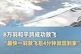 8万羽和平鸽成功放飞，“最快一羽放飞后 4分钟就回到家”#大象主播说视频封面