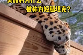 美洲豹很可爱，但它却是一个全能猎手，也被称为“短腿坦克”。 #美洲豹  #猫  #动物科普#神奇动物  #知识前沿派对视频封面