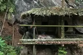 在雨林中独自进行500小时的丛林生存（技能实践）。 #荒野建造视频封面