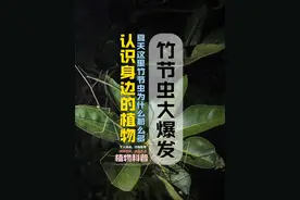 它是竹节虫 #竹节虫 #杆䗛 #有所事事的暑假 #动物科普 #奇妙的昆虫