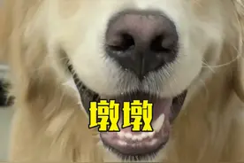 找对象，陌陌靠谱 #陌陌app #金毛 #贵州铜锅火锅店 #墩墩