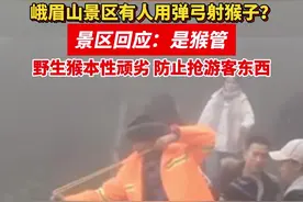 景区回应峨眉山猴子被弹弓威胁：是猴管，猴子太顽劣了防止它们抢游客东西#峨眉山的猴子 视频封面