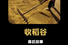收稻谷：农村最高刑事案件,下雨天忘记收稻谷 #热点 #收稻谷 #农村 #连夜跑路视频封面