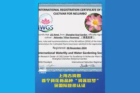 上海古猗园首个荷花新品种“猗莲悠梦”获国际登录认证。（供稿：市绿化市容局）视频封面