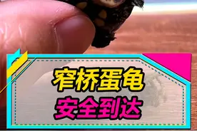 窄桥龟宝宝安全到达，体重4克比金子还贵...#蛋龟 #乌龟 #水族 视频封面