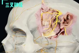 管牙痛的神经是怎么进入牙齿的？ #解剖学 #医学生 #抖音创作季视频封面