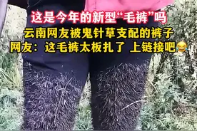 这是今年的新型“毛裤”吗 云南网友被鬼针草支配的裤子，网友：这毛裤太板扎了！上链接吧！😂#有一种叫云南的生活 #鬼针草 #毛裤 （来源：@大表哥 @转眼就老了 ）视频封面