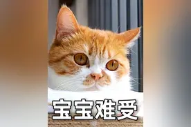 残疾小猫突然呕吐不止萎靡不振，怀疑她感染了猫瘟