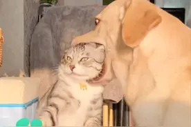 猫狗打闹 狗子一口含住了猫头，猫咪不语 只是一味的忍让 猫：你除了能弄我一脸口水还能干啥视频封面