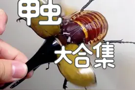 跟着悟空认识20种甲虫 #甲虫 #昆虫世界 #神奇动物在抖音 #长戟大兜虫 #昆虫记