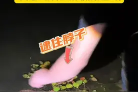 #男子水边直接抓蛇被咬后手变黑肿胀  野外遇蛇类野生动物请保持安全距离！视频封面