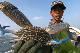 阿雄出海捅到蟹窝，连续抓到极品兰花蟹，上岸卖了940元赚大了视频封面