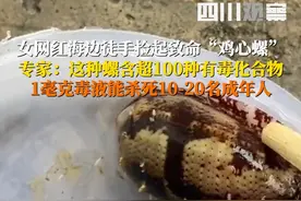 近日，“#女网红海边徒手捡起致命鸡心螺  ”引关注。7月7日，#专家提醒海边徒手捡鸡心螺很危险 ：#1滴鸡心螺毒液可毒死20名成年人  或1头牛，其毒液含超100种毒素化合物。提醒大家：赶海之趣在于敬畏与距离，若遇疑似毒物，请即刻远离并扩散警示信息！