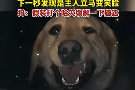 狗：假装打个哈欠缓解一下尴尬！ 
#戏精狗狗  #狗子成精了 #狗狗变脸   @DOU+上热门 @抖音短视频 @DOU+小助手视频封面