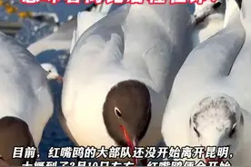 离昆启程在即！红嘴鸥披上“黑头纱” 发出“返乡”信号#红嘴鸥 #离昆 @DOU+小助手视频封面