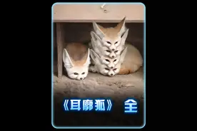 世界上最小的犬科动物，耳朵能旋转防沙，尾巴像狗，让你毫无抵抗 沙漠高温也挡不住耳廓狐的可爱，它的耳朵能旋转关门，防沙又降温，尾巴还能保暖。而且它们群居生活，邻里和睦，有事还能走亲戚串门，是沙漠中最有礼貌的小萌狐。#耳廓狐 #动物科普 #狐狸