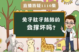 兔子肚子鼓鼓的会撑坏吗？#宠物兔视频封面